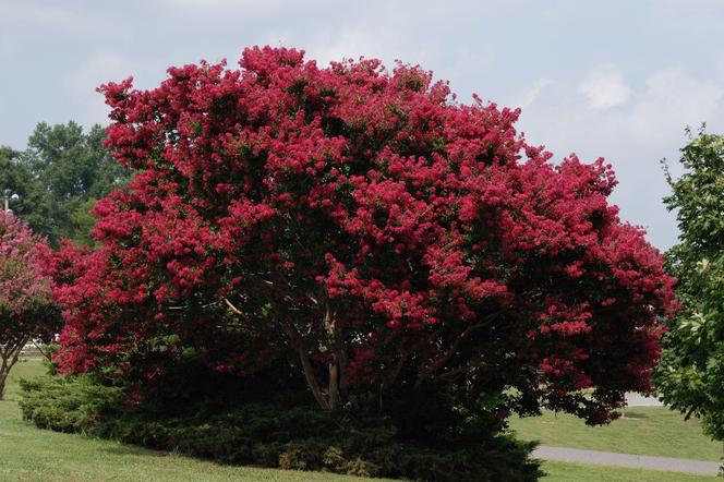 Lagerstremia indyjska