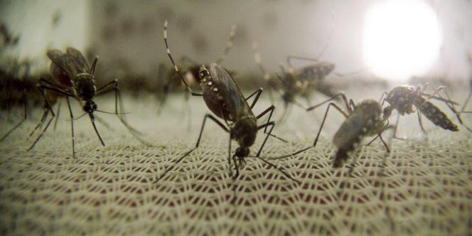 KOMAR – ŚMIERTELNY WRÓG CZŁOWIEKA  MOSQUITO