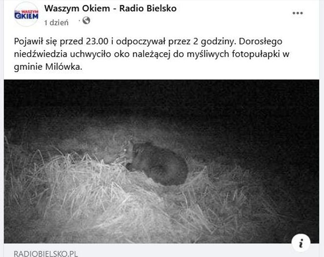 Niedżwiedż w fotopułapce