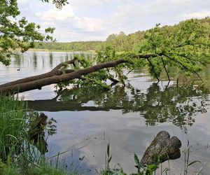 To najbardziej „dzikie” miejsca w Lublinie. Powstała specjalna mapa 