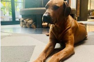 Polscy celebryci uwielbiają psy