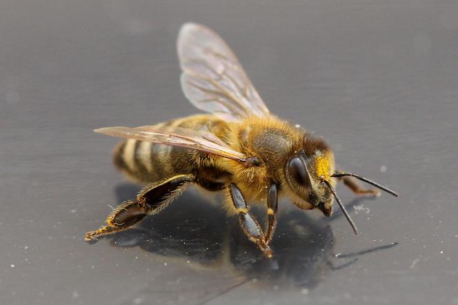 Użądlenie przez pszczołę może być śmiertelnie niebezpieczne