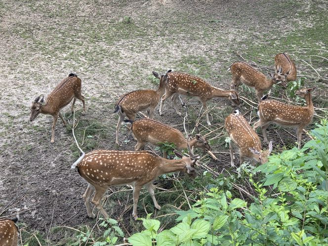 Pokazowe karmienie w myślęcińskim zoo to prawdziwy hit! Sprawdziliśmy to na miejscu