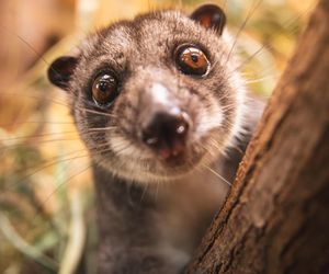 Nocny akrobata z Indonezji zamieszkał we Wrocławiu! Poznajcie nowego lokatora Zoo