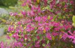 Loropetalum chińskie ‘Rubra’