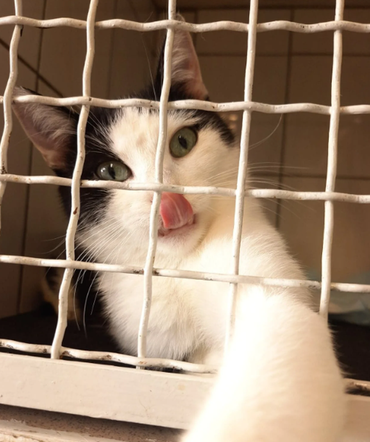 Kot do adopcji w zielonogórskim schronisku