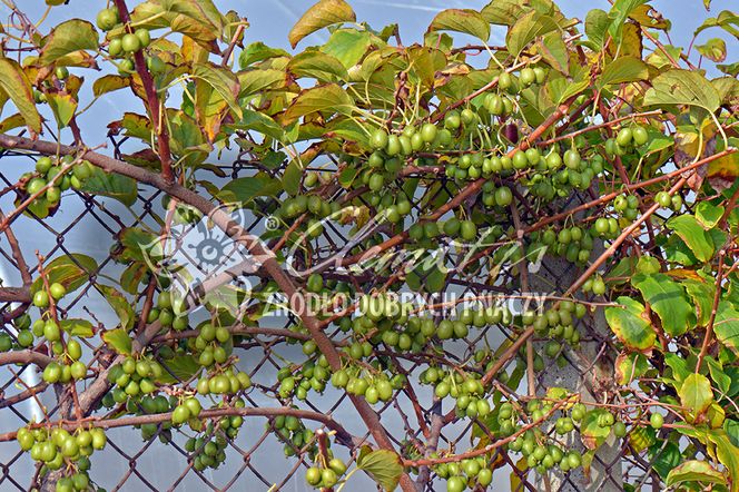 Mini kiwi (aktinidia) – uprawa, gatunki i odmiany aktinidii do uprawy w ogrodach i na działkach