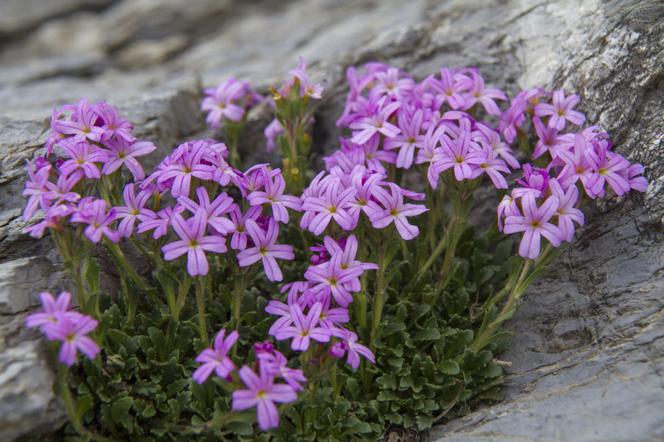Erynus alpejski - Erinus alpinus