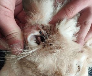 3 lata więzienia grożą mężczyźnie, który usłyszał zarzut znęcania się nad zwierzętami