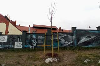 Drzewa na ul. Chmielewskiego