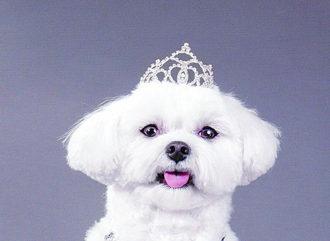 Oto najbogatszy pies świata