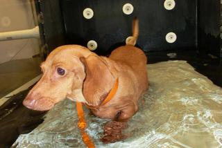 Dennis prawie zmarł z przekarmienia. Jamnik ważył 25 kg! Jak wygląda po intensywnej diecie?