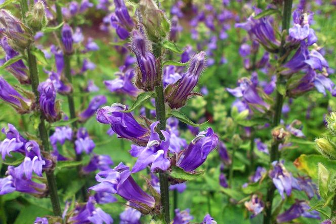 Lobelia wielka