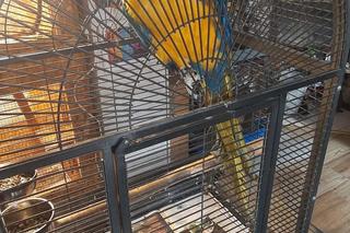 W mieszkaniu w Bytomiu zrobiła małpiarnię! Służby interweniowały u 46-latki [ZDJĘCIA]. 