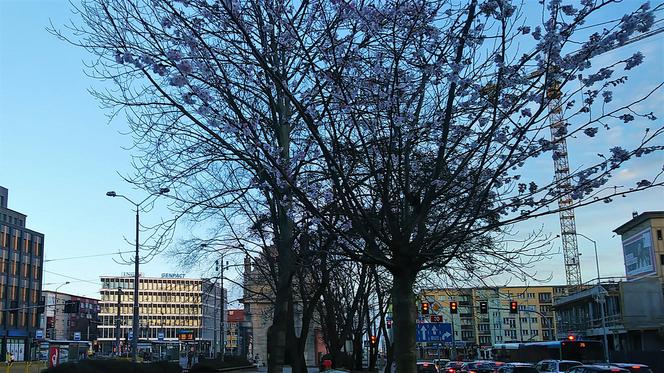 Przy Bramie Portowej na początku stycznia zakwitły drzewa