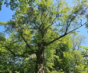 Było, zniknęło i... powróciło. Zobacz magiczne jezioro Track na obrzeżach Olsztyna [ZDJĘCIA]