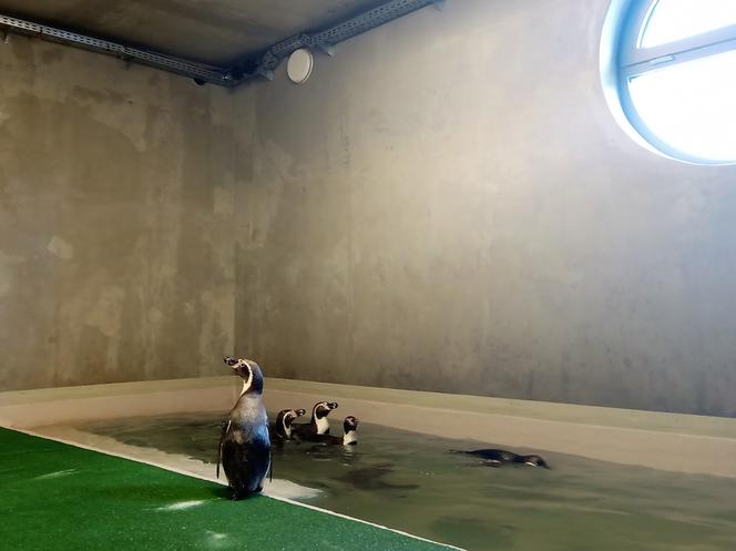 Tak prezentują się pingwiny w śląskim ZOO. Kiedy będzie można je odwiedzać? [ZDJĘCIA, WIDEO]