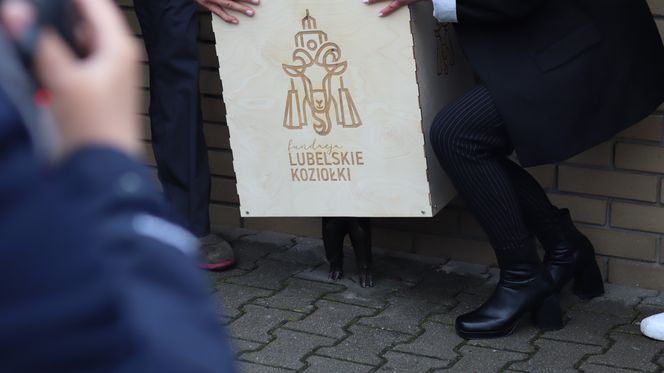 Piąty koziołek już jest! Gdzie znajdziemy Vetka?