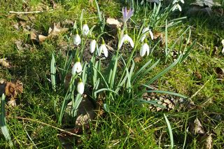 Czy  wiosna ostatecznie pokonała zimę? Pytamy Jarosława Mikietyńskiego z Ogrodu Botanicznego Instytutu Hodowli i Aklimatyzacji Roślin w Bydgoszczy