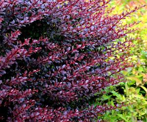 Berberys Thunberga 'Atropurpurea'