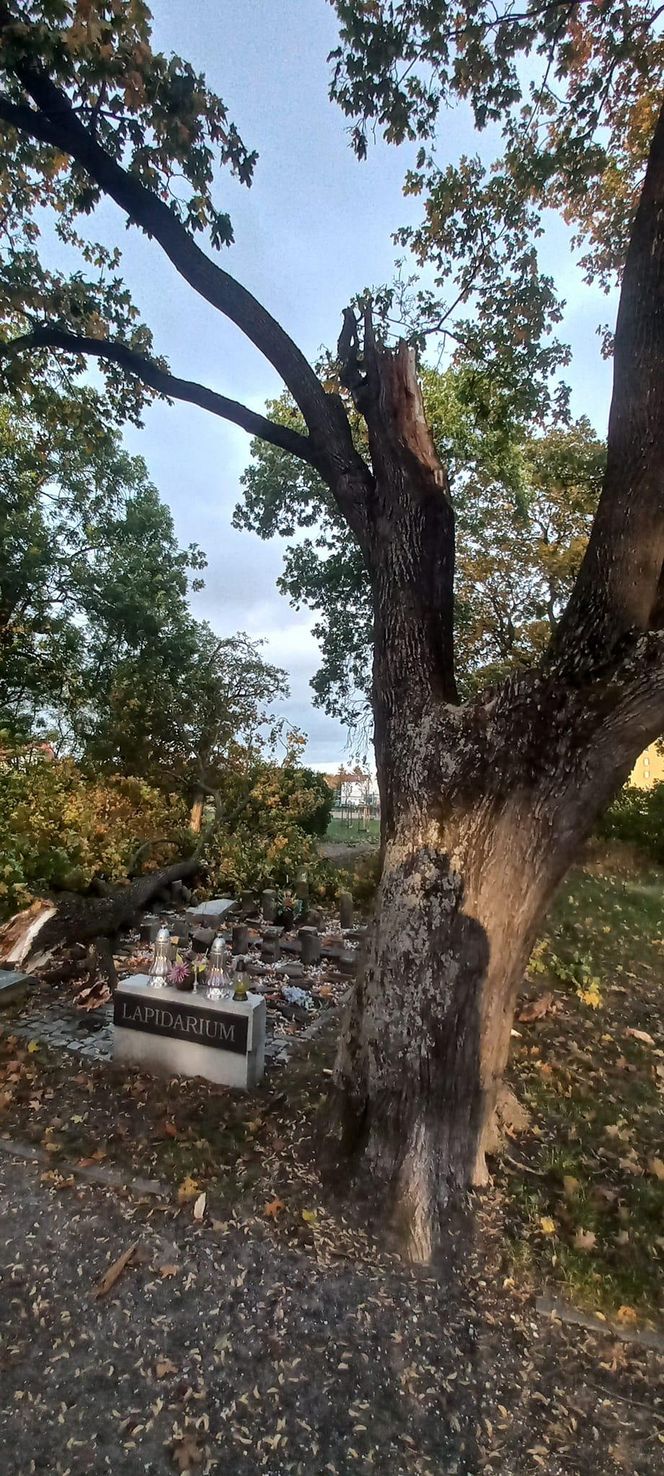 Drzewo zniszczyło lapidarium w Starym Fordonie. Zapytaliśmy miasto o stan pozostałych drzew na ul. Cechowej