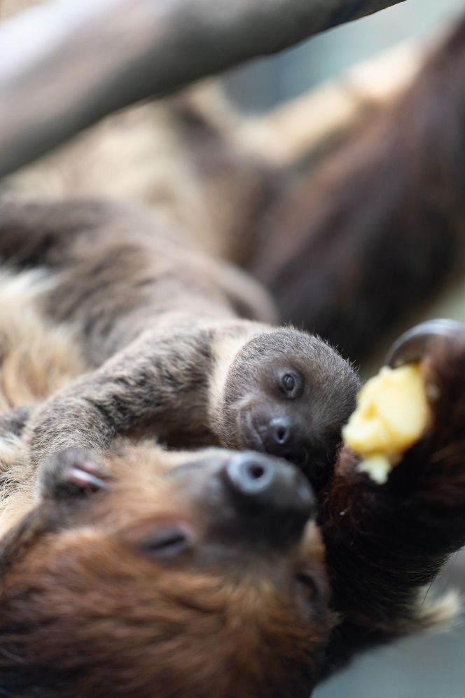 W łódzkim zoo przyszedł na świat leniwiec