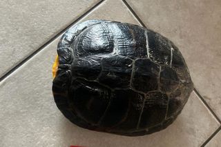 Żółw na drodze niedaleko Wschowy. Policja szuka właściciela