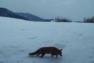 W Bieszczadach śniegu po pachy. Co na to zwierzęta?