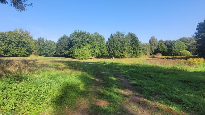 Zapuszczone parki w Olsztynie zyskają nowy blask. Miasto ogłosiło przetargi