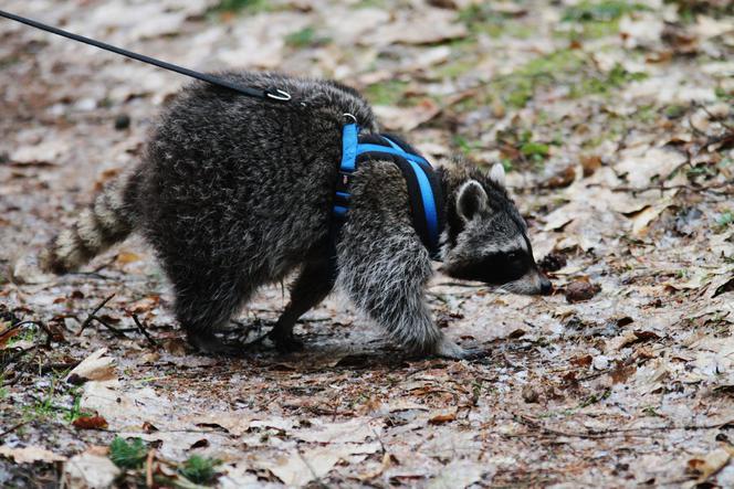 Przygarnęłam szopa