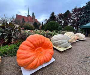 Dolnośląski Festiwal Dyni