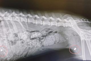 Czesław oberwał śrutem