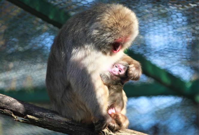 Cud narodzin w ZOO Leśne Zacisze! Na świat przyszła mała małpka [ZDJĘCIA]