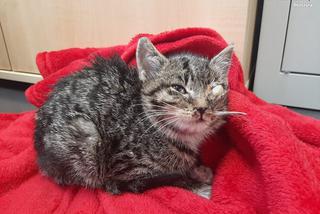 Policjantka ocaliła kotka [ZDJĘCIA]