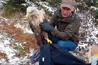 Ranny bielik znaleziony w woj. lubelskim