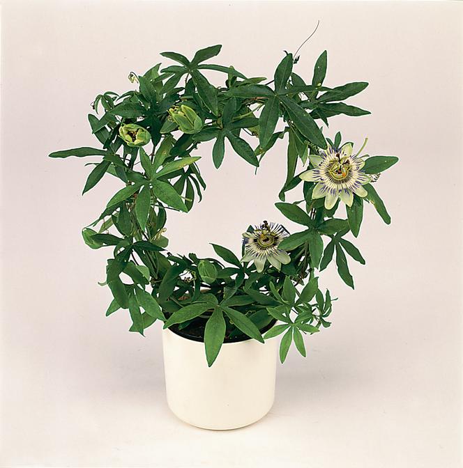 Dlaczego passiflora nie kwitnie [Porada eksperta]