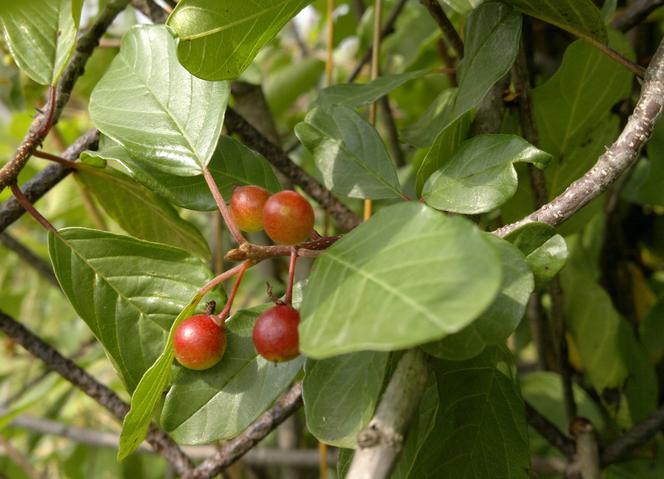 Kruszyna pospolita - Rhamnus frangula = Frangula alnus