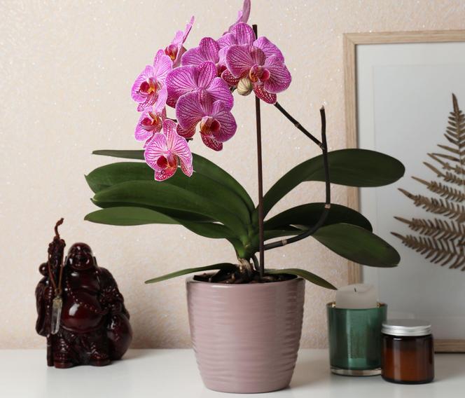 Storczyk Phalaenopsis