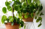 Pilea peperomioides, czyli kwiat pieniążek