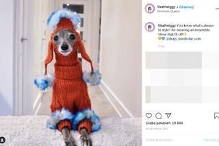 Najmodniejszy pies świata! Te psie kreacje szokują