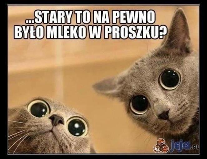 Chcesz poprawić sobie humor? Te memy ze zwierzętami rozbawią cię do łez!