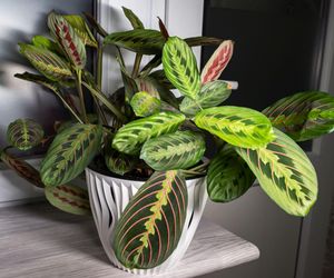 Maranta - tajemnice pielęgnacji rośliny o modlących się liściach