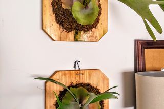 Najładniejsze gatunki paproci: 7 odmian. Trudno je zabić i są świetne dla alergikow