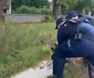 Policjanci uratowali tonącą sarenkę