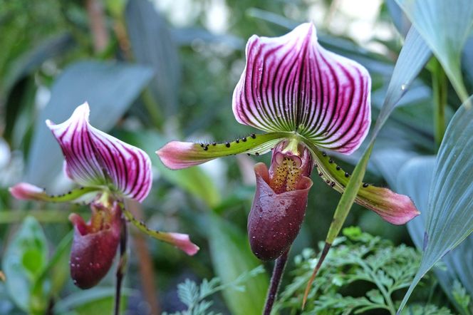 Paphiopedilum