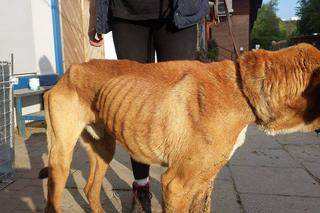 Egona właściciele porzucili w środku lasu