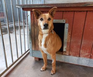 ​Śmieciarki ze zdjęciami psów wyjechały na ulice Leszna. Ruszyła akcja „Czysta Miłość”