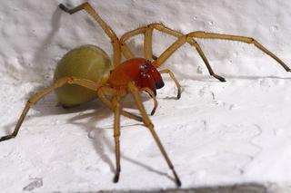 Na Dolnym Śląsku pojawił się rzadki gatunek pająka. Jest bardzo NIEBEZPIECZNY! 