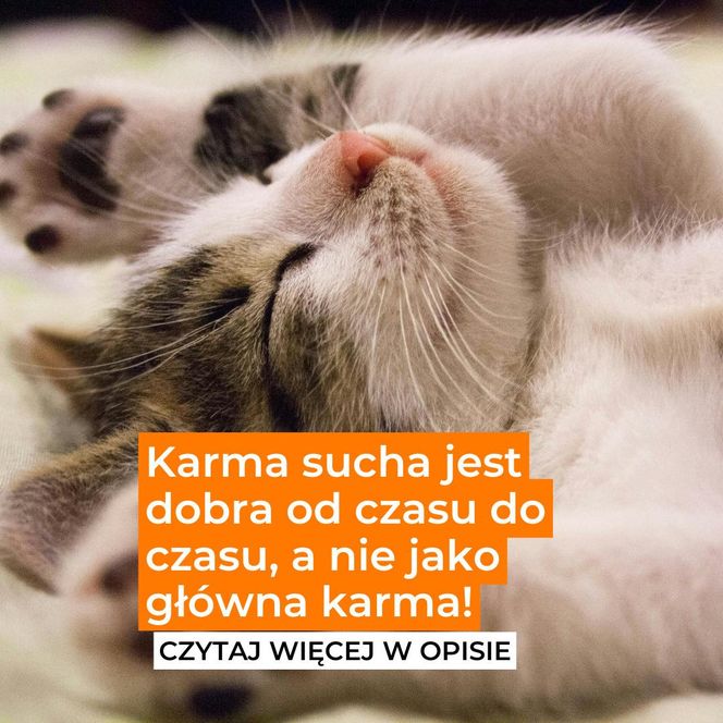 Karma sucha? To nie może być podstawa diety kota. Przeczytaj opis