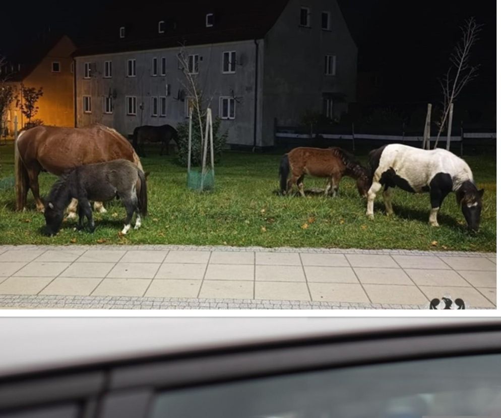 Stado koni na ruchliwej ulicy w mieście. Zwierzęta stanowiły spore zagrożenie 